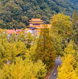 漫步银杏大道邂逅治愈系油画秋天！随州大洪山秋日打卡攻略