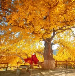探访影视群景地 随州千年银杏谷享秋日乐趣