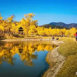 随州绝美秋色已上线