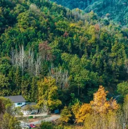 出片率100%！随州这里的秋天太美了