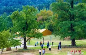 随州千年银杏谷游人享秋日乐趣