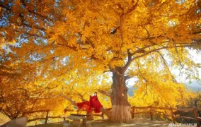 探访影视群景地 随州千年银杏谷享秋日乐趣