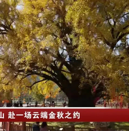 带上TA来随州大洪山赴一场金秋之约吧！