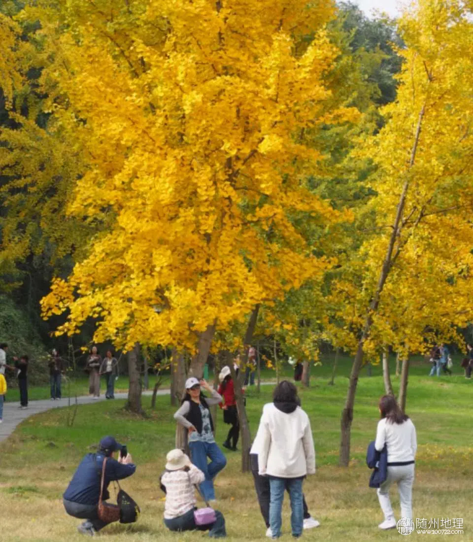 image.webp