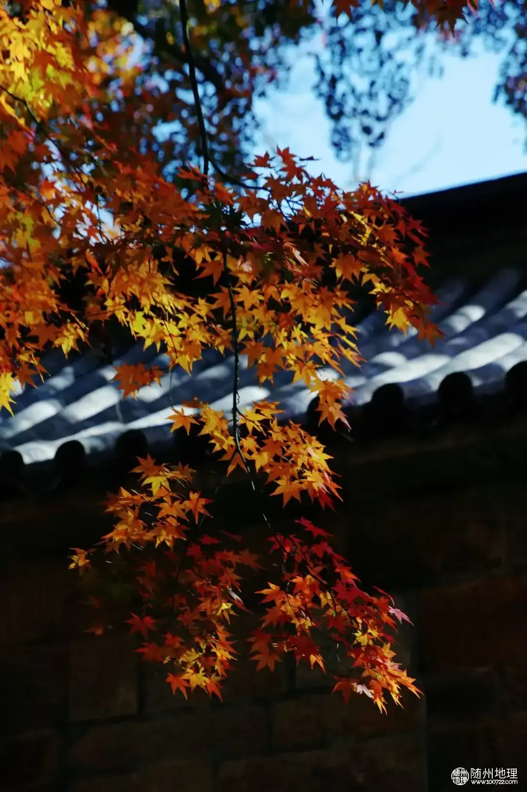 b20200567d2e4d70b413258eea664898~tplv-tt-origin-web:gif.jpeg.webp