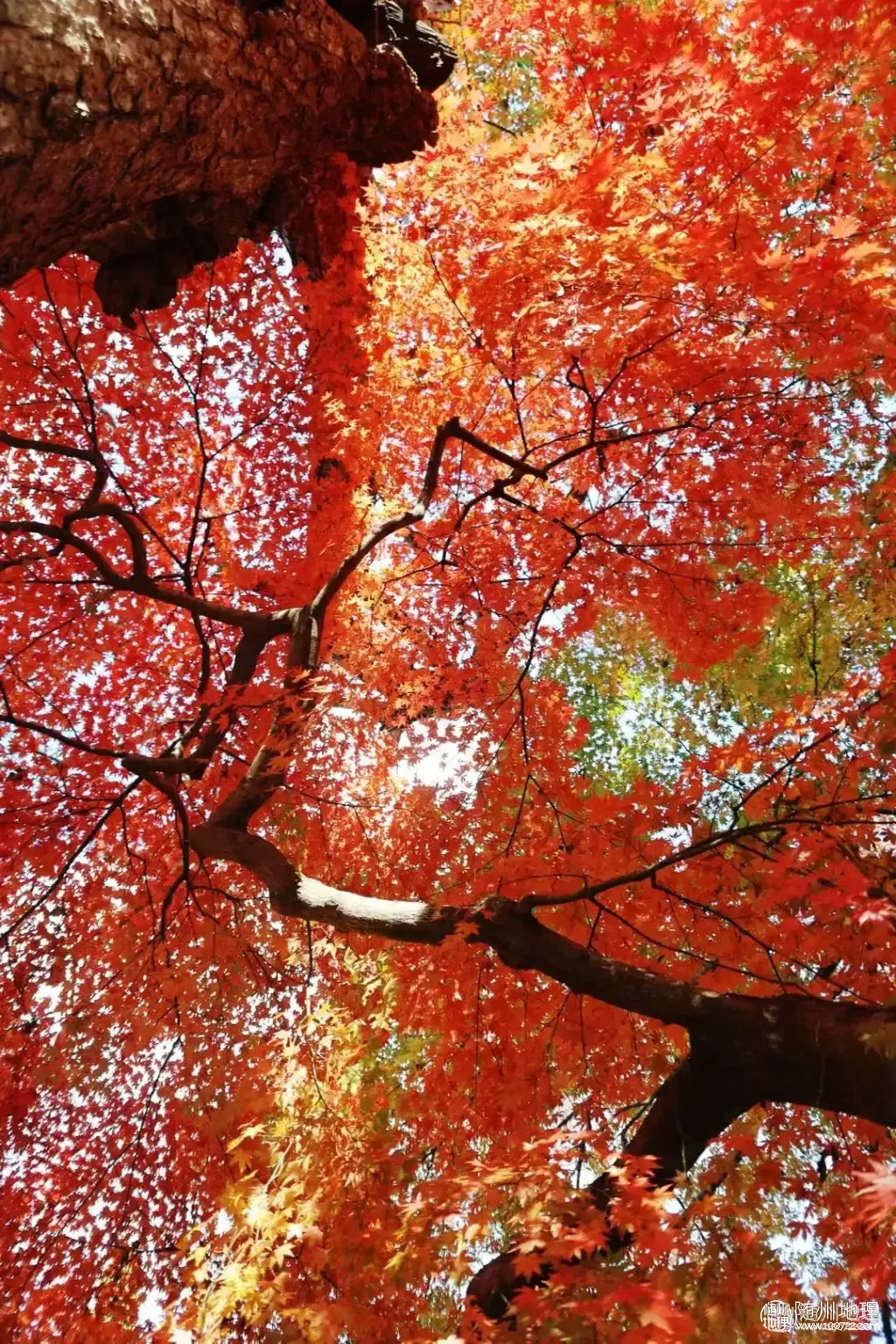 84f93e6007284a88bf304b2f288284ef~tplv-tt-origin-web:gif.jpeg.webp