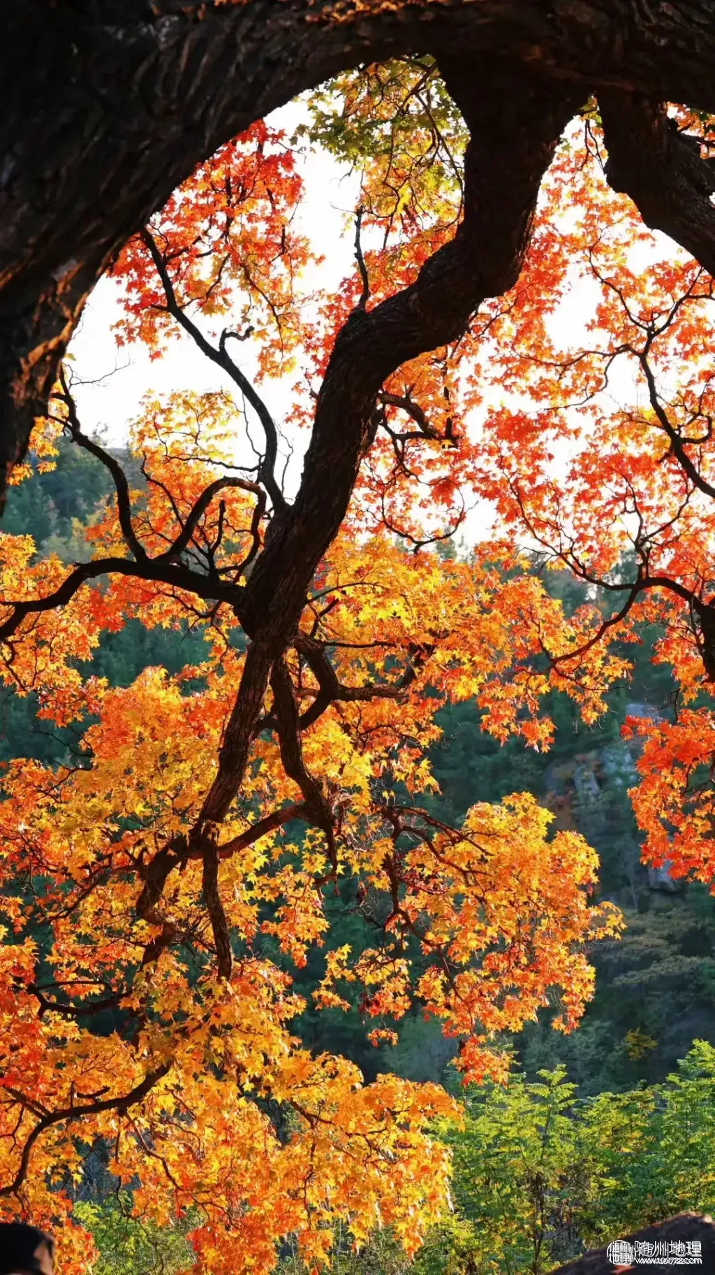 4866dc85762f4badb6e059f72c717fd0~tplv-tt-origin-web:gif.jpeg.webp