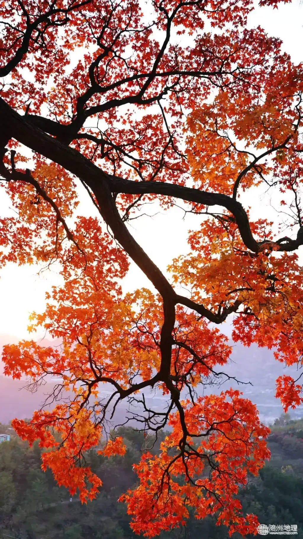 112c6e138d7d491e9f5bb9f678c0bdfc~tplv-tt-origin-web:gif.jpeg.webp