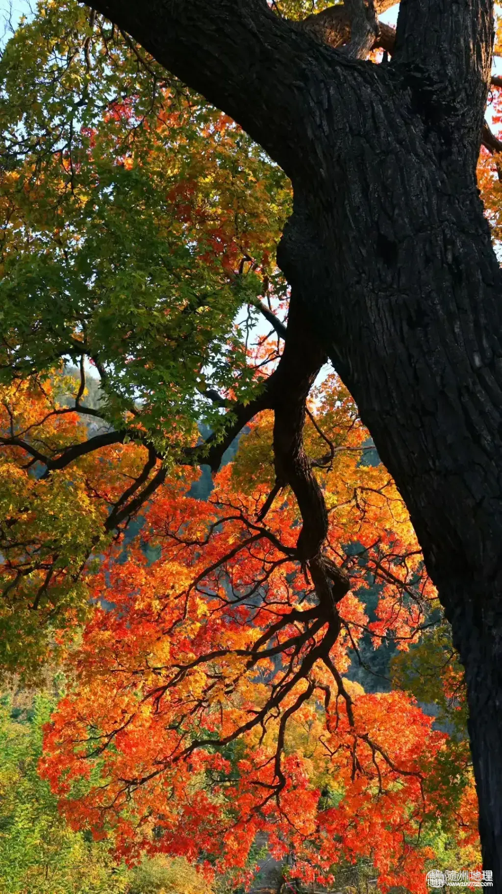 ab38d4ba198348c382257dcec82a7d79~tplv-tt-origin-web:gif.jpeg.webp