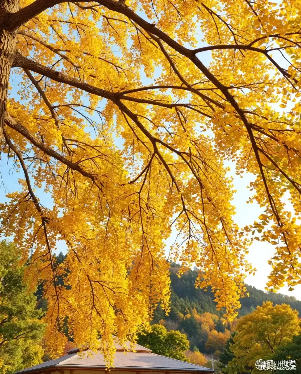 98dcba72246a4c67bbd9186f681964e9~tplv-tt-origin-web:gif.jpeg.webp