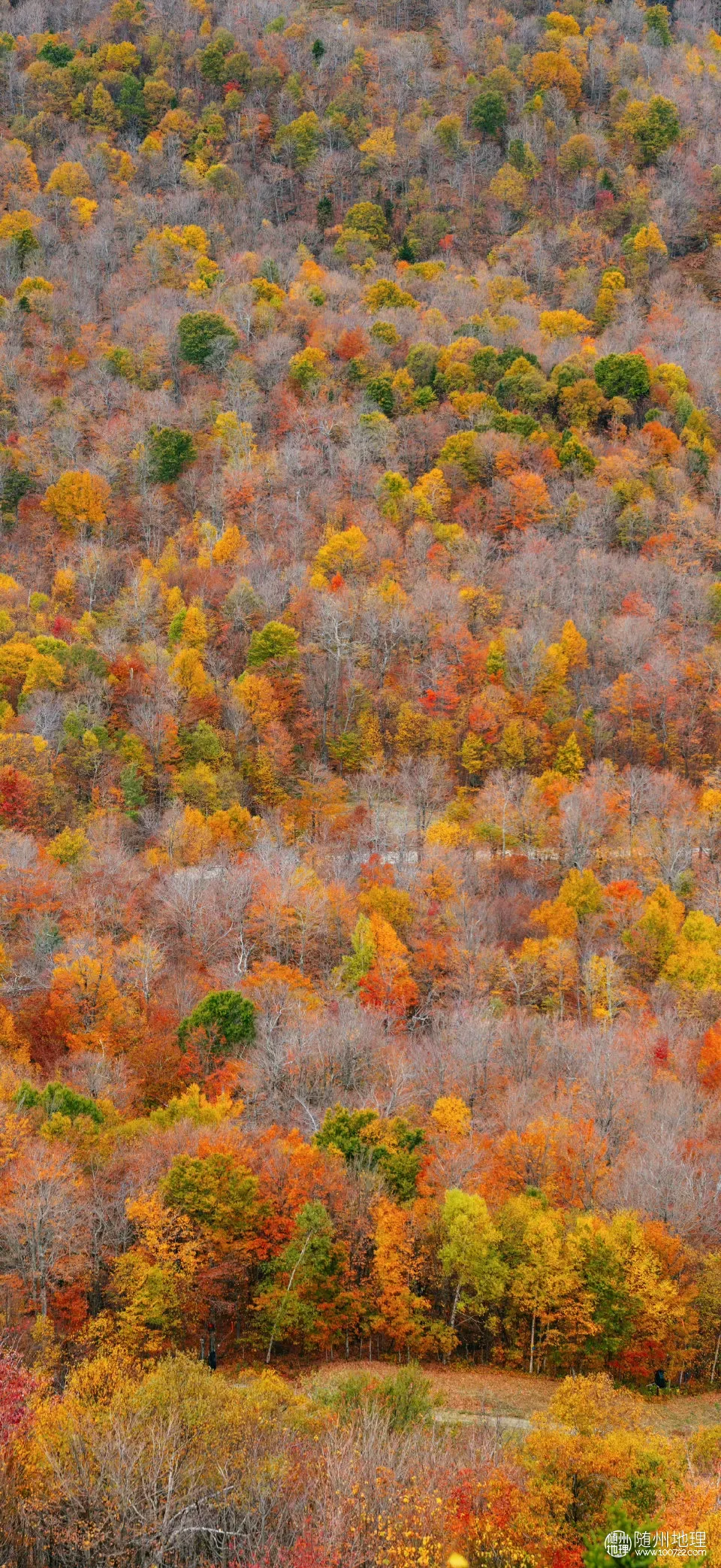 image.webp
