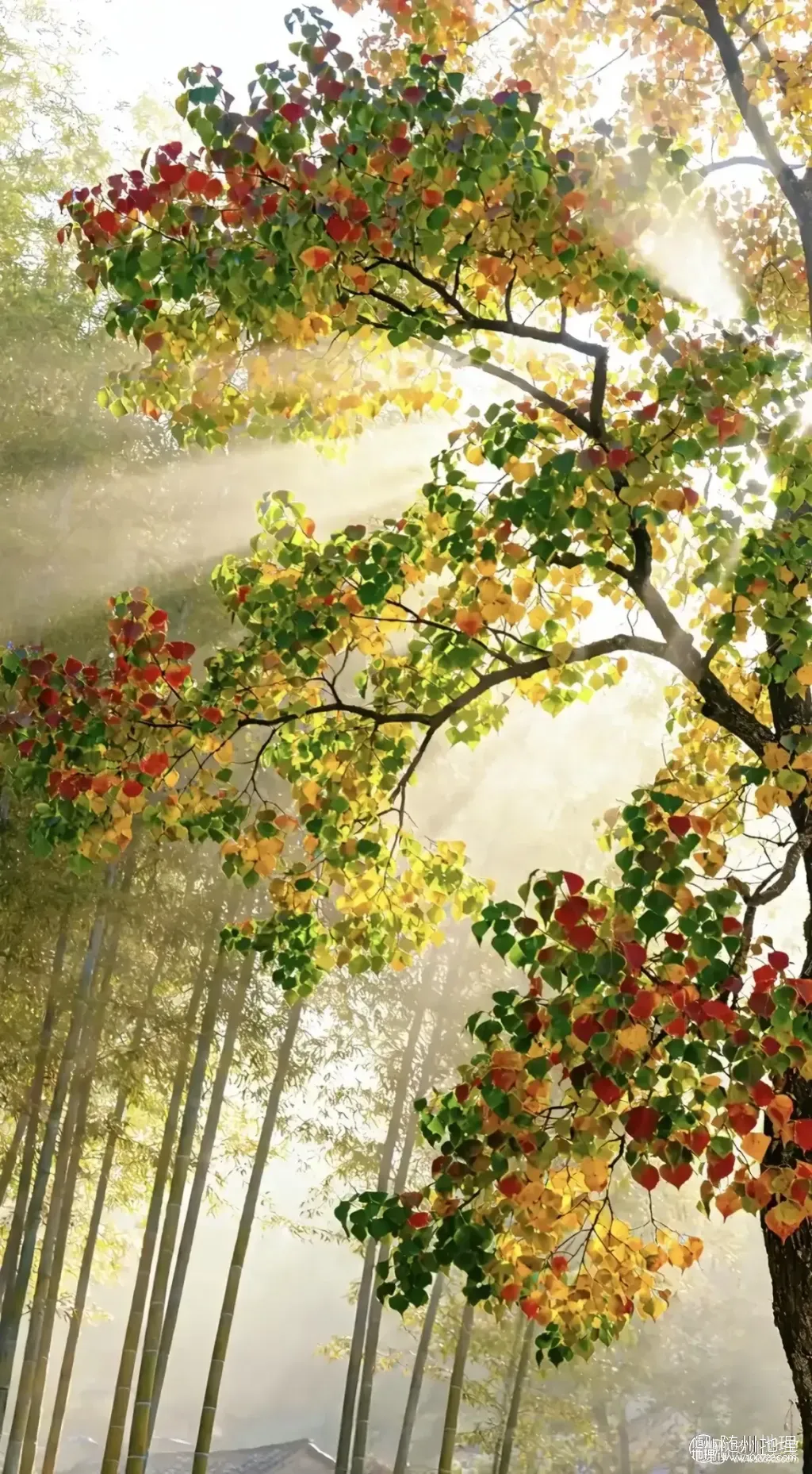 oEAAKIwOSBAXhRrWAGE5AJOYLAkEEIe7JBfTxf~tplv-obj:1170:2122.image.webp