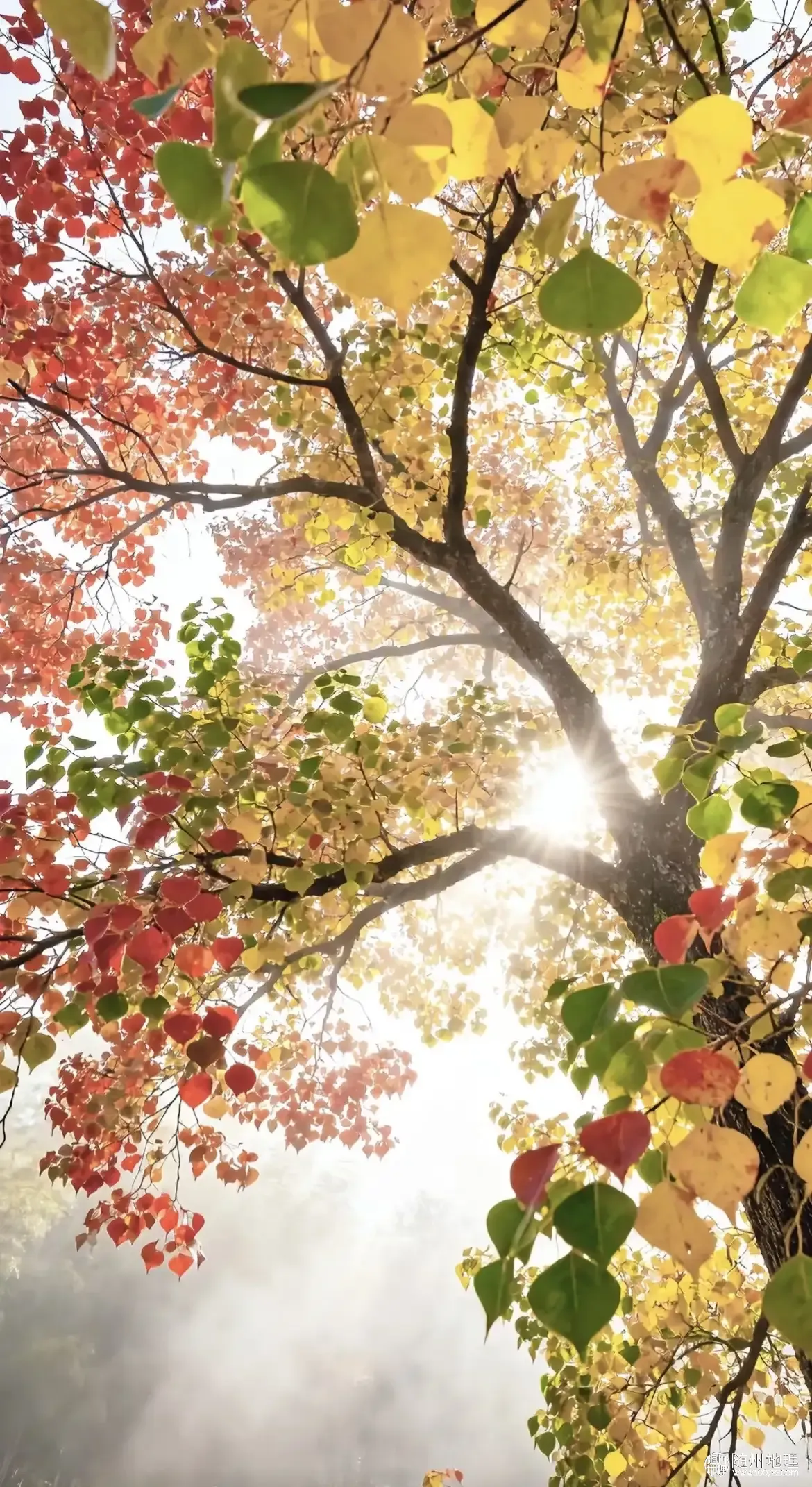 oUrwSKAiOIAsTAfSAEAoQCIjekBBfEBESGW7YL~tplv-obj:1170:2142.image.webp