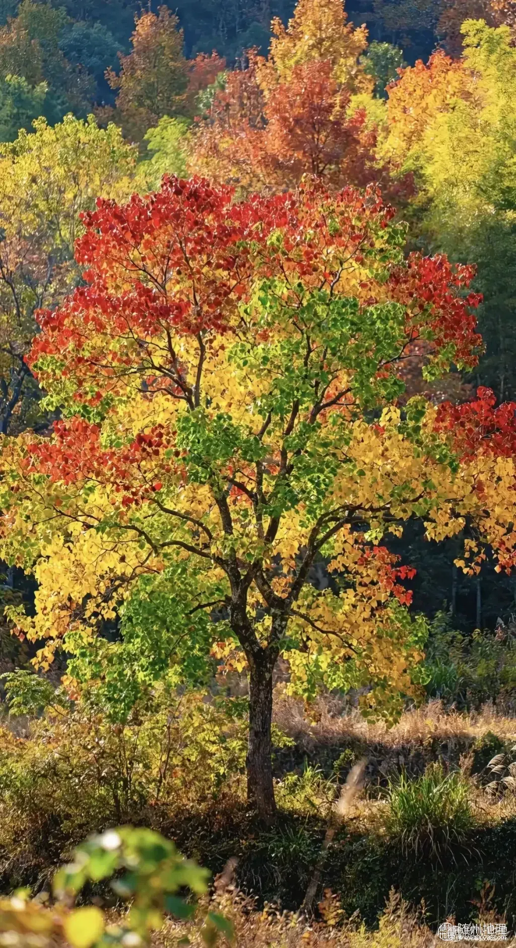 ogAECIhQgASsAl869FfAYpDCnAMIUEAeKAApAx~tplv-obj:1170:2150.image.webp