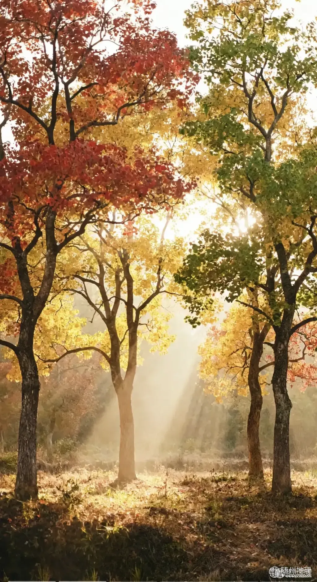 oEWSyACDpCh86LeFEAAYmAElAAAxfMmgA9IKAp~tplv-obj:1170:2150.image.webp
