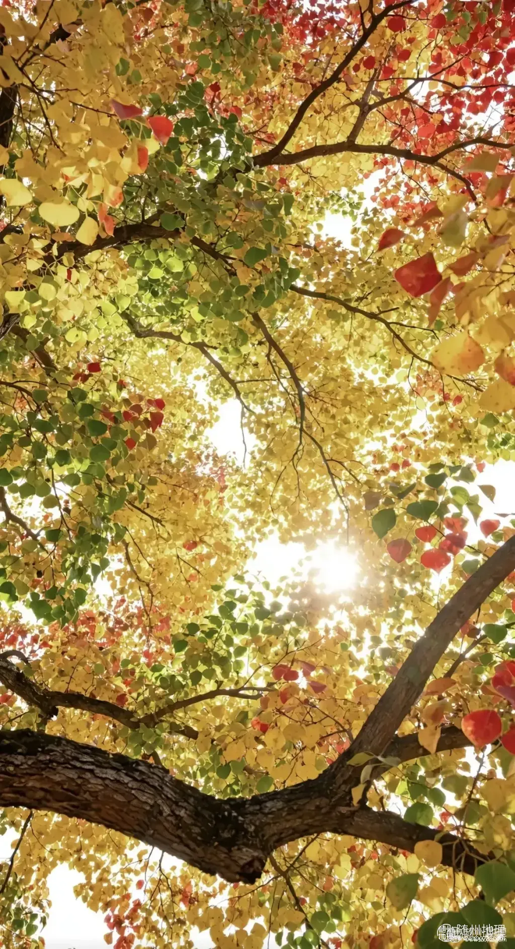 oogSECXlpDAKhAAlAYF8A9pAAAeg6C7MIAf0xE~tplv-obj:1170:2154.image.webp
