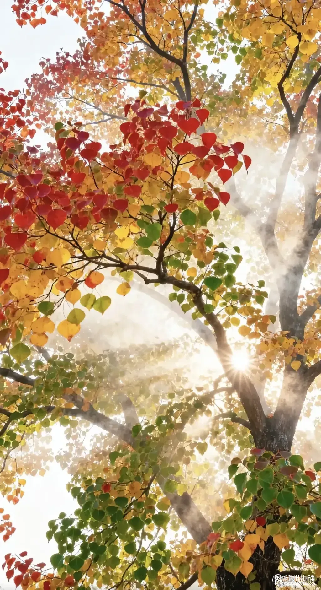 oYgAeEYApAAmh6p8ADCSAz7MFASECIf9KAAlxY~tplv-obj:1170:2148.image.webp