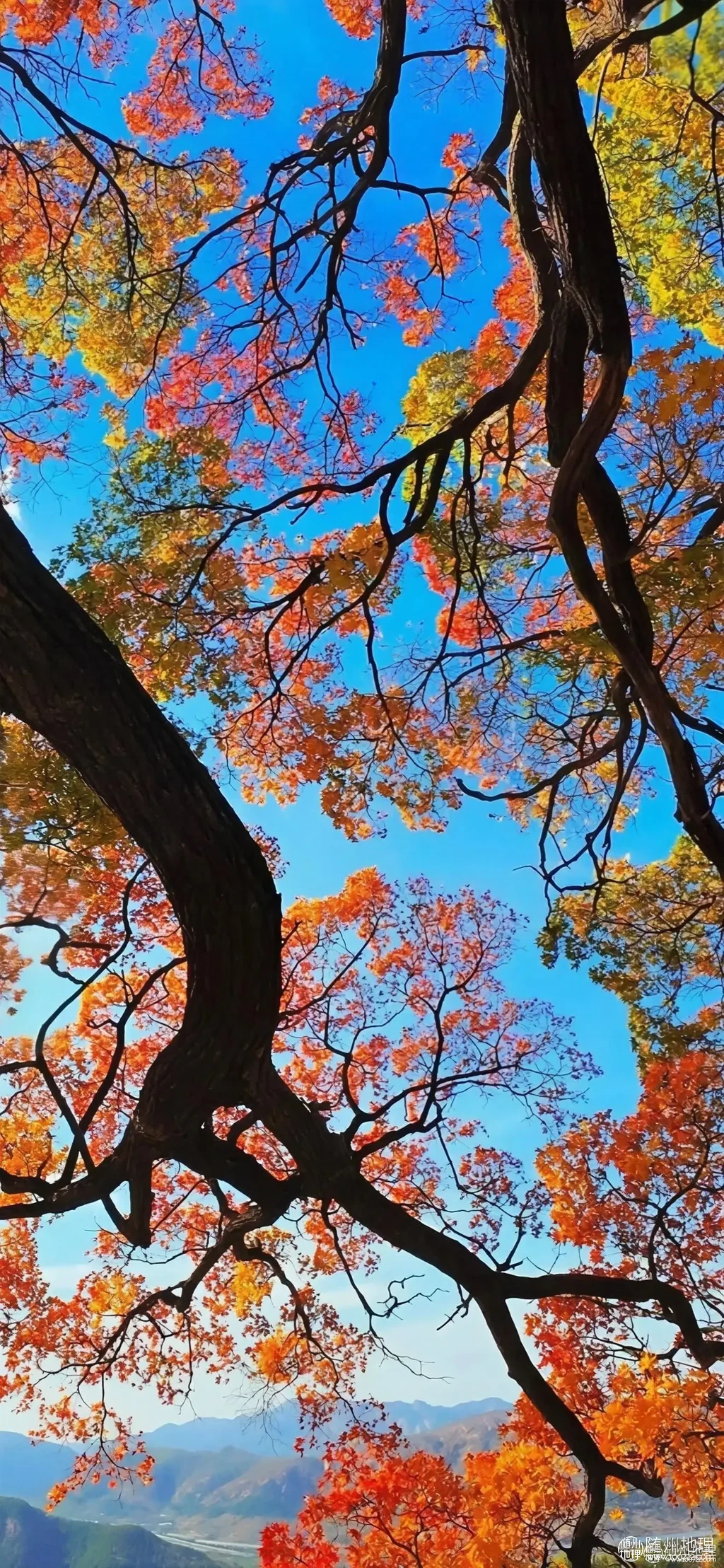 d700f270756c4596a4472a5f6d6bd37a~tplv-obj:1350:2924.image.webp