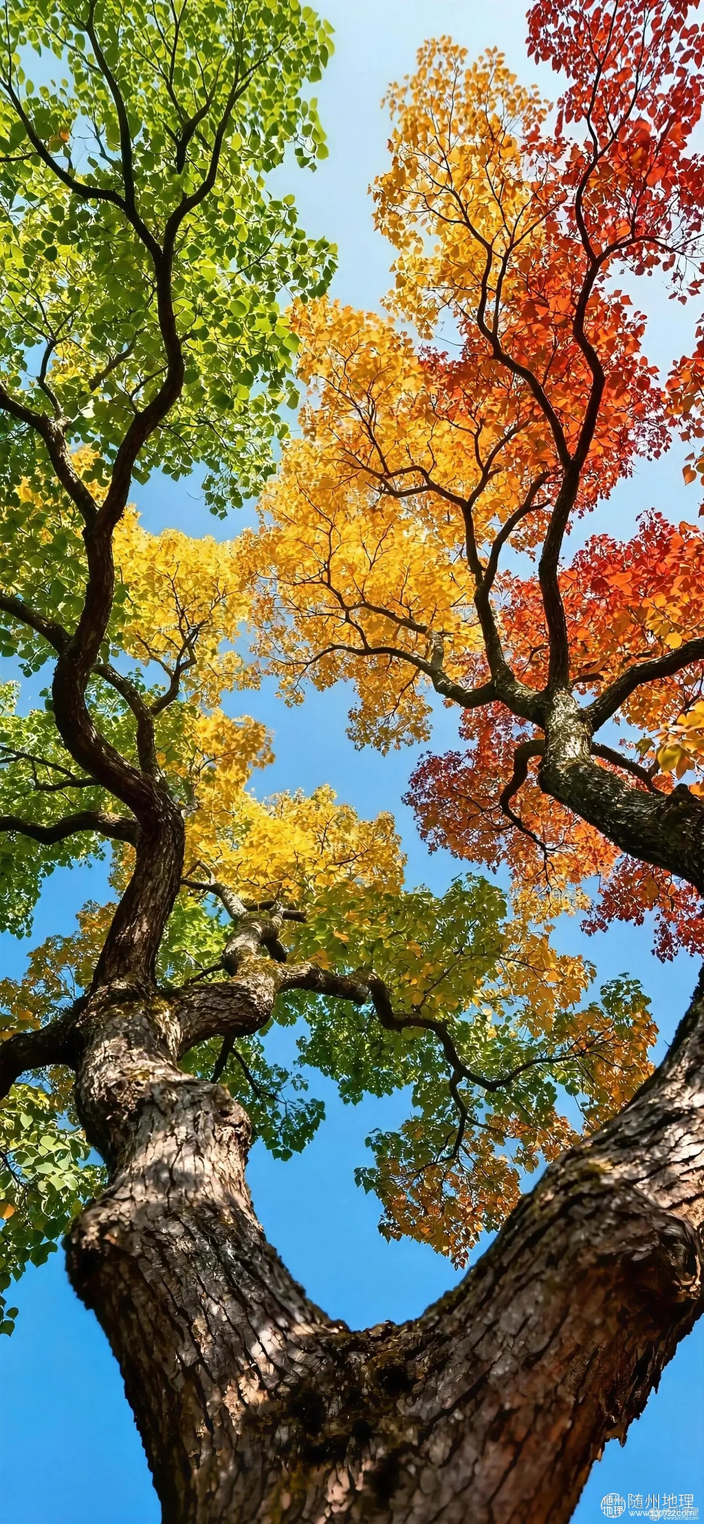 e17fa4e48661447c9e5145de8115b728~tplv-obj:1893:4096.image.webp