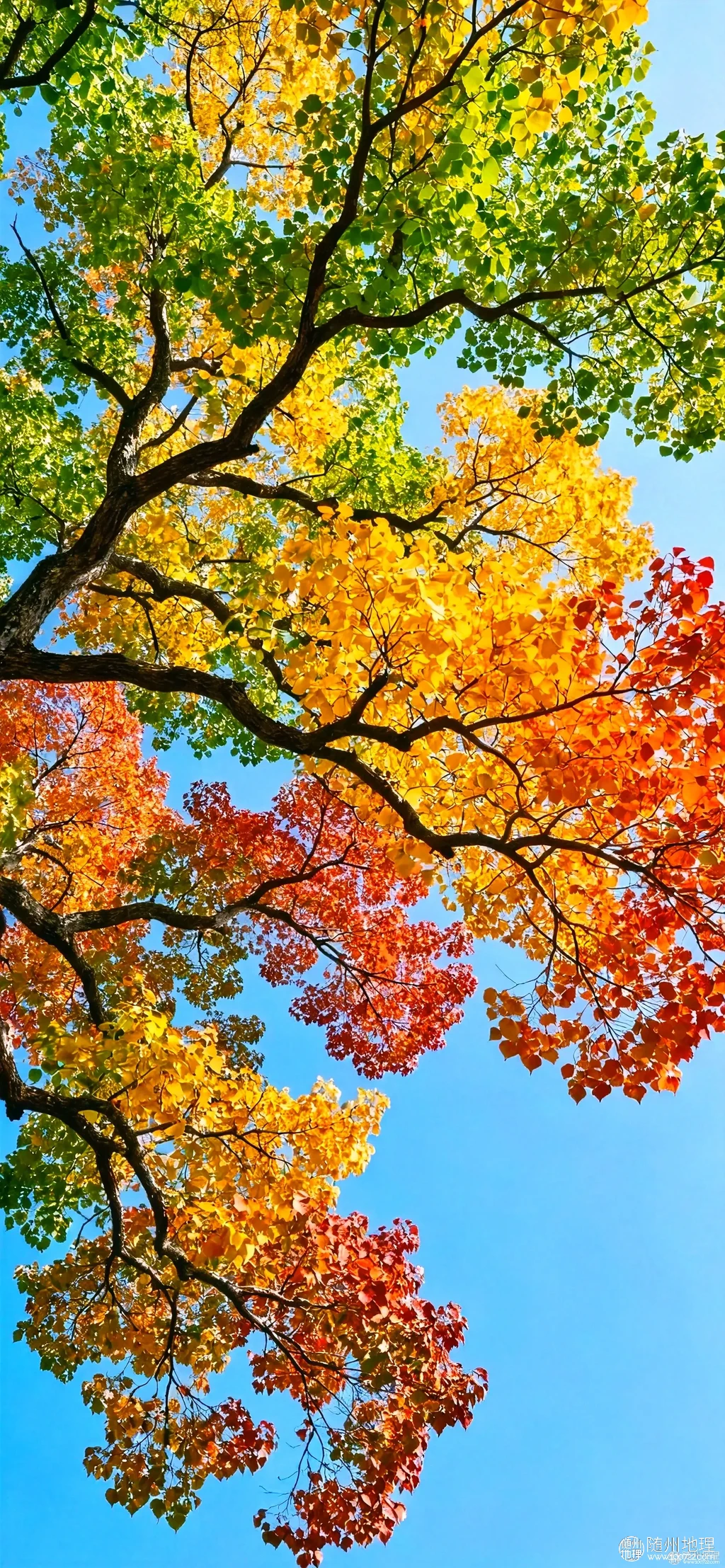 5151250b8ffd492188bc611c31e2b6ff~tplv-obj:1893:4096.image.webp